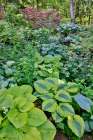 USA, Washington State, Sammamish. Growing hosta in garden Art Print